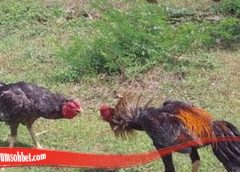 Panduan Lebih Mengenali Jurus Bongkar Dari Ayam Bangkok