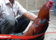 Panduan Untuk Ternak Ayam Bangkok Pilihan